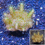 Devil's Hand Leather Coral Indonesia (click for more detail)