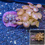 Two Pack Zoanthus and Protopalythoa Coral Indonesia (click for more detail)