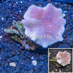 Toadstool Leather Coral Vietnam (click for more detail)