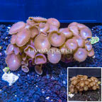Two Pack Protopalythoa Coral Indonesia (click for more detail)