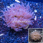 Waving Hand Coral Indonesia (click for more detail)
