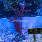 Pink Gorgonian Coral (click for more detail)