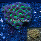 Acan Lord Coral Australia (click for more detail)