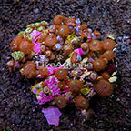 Houdini and Ultra Green Galaxy Colony Polyp Rock Zoanthus Indonesia IM (click for more detail)
