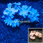 Cabbage Leather Coral Australia (click for more detail)