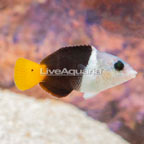Banner Wrasse (click for more detail)