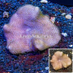 Toadstool Leather Coral Australia (click for more detail)