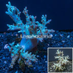 Finger Leather Coral Indonesia (click for more detail)