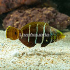 Five Band Wrasse [Blemish] (click for more detail)
