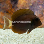 Orange-Socket Surgeonfish (click for more detail)