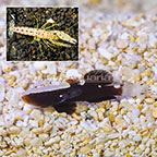 Western Pacific White Cap Goby with Purple Spotted Pistol Shrimp (click for more detail)