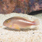 Arc-eye Hawkfish  (click for more detail)