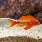 Lyretail Anthias, Male (click for more detail)