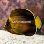 Blueline Angelfish (click for more detail)