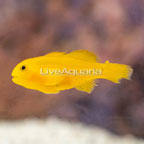 Yellow Clown Goby [Blemish] (click for more detail)