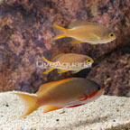 Huchtii Anthias, (Trio)  (click for more detail)