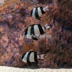 Three Stripe Damselfish (Trio) (click for more detail)