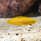 Yellow Wrasse (click for more detail)
