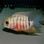  Severum Cichlid (click for more detail)