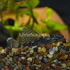 Longfin Marble Ancistrus Plecostomus (click for more detail)
