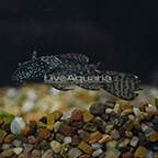 Longfin Marble Ancistrus Plecostomus (click for more detail)