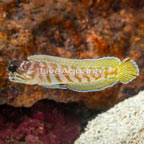 Black Cap Jawfish [Blemish] (click for more detail)