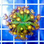 USA Cultured Goniopora Coral (click for more detail)