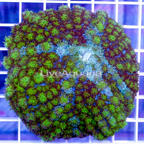 Bounce Mushroom Coral (click for more detail)
