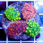 Combo Goniopora Coral Indonesia (click for more detail)