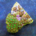 Radioactive Dragon Eye and Miami Huricane Colony Polyp Rock Zoanthus Indonesia SM (click for more detail)