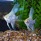 Albino Gold Marble Angelfish, Pair [Blemish] (click for more detail)