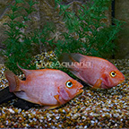 Purple King Kong Parrot Cichlid (Bonded Pair) (click for more detail)