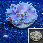 Green Cabbage Leather Coral Indonesia (click for more detail)