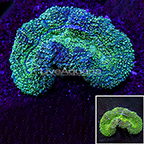 Lobophyllia Coral (click for more detail)