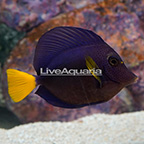 Red Sea Purple Tang [Blemish] (click for more detail)