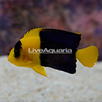 Bicolor Angelfish [Blemish] (click for more detail)