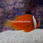 Tomato Clownfish (click for more detail)