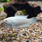 Albino Paradisefish (click for more detail)