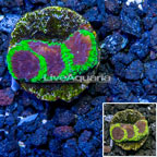 USA Cultured Wolverine Favia Coral (click for more detail)