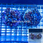 Two Pack Zoanthus Coral Indonesia (click for more detail)