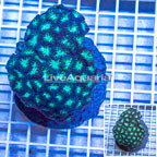 Blastomussa Coral Indonesia (click for more detail)