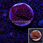 LiveAquaria® Aquacultured Ultra Purple Montipora Coral (click for more detail)