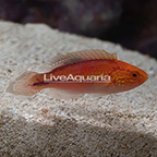 Splendid Pintail Fairy Wrasse Terminal Phase Male (click for more detail)