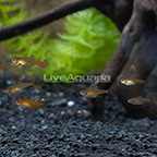 Ember Tetra (Group of 6) (click for more detail)