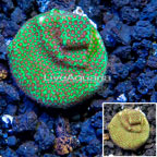 USA Cultured Screamin' Demon Porites Coral (click for more detail)