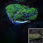 Radioactive Dragon Eye and Blue Ice Colony Polyp Rock Zoanthus Indonesia IM (click for more detail)