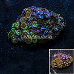 Ultra Green Galaxy Colony Polyp Rock Zoanthus Indonesia IM (click for more detail)