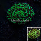 Aussie Hammer Coral (click for more detail)