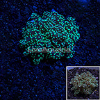 LiveAquaria® Ultra Frogspawn Coral (click for more detail)