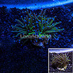 LiveAquaria® Aquacultured Gold Torch Coral (click for more detail)